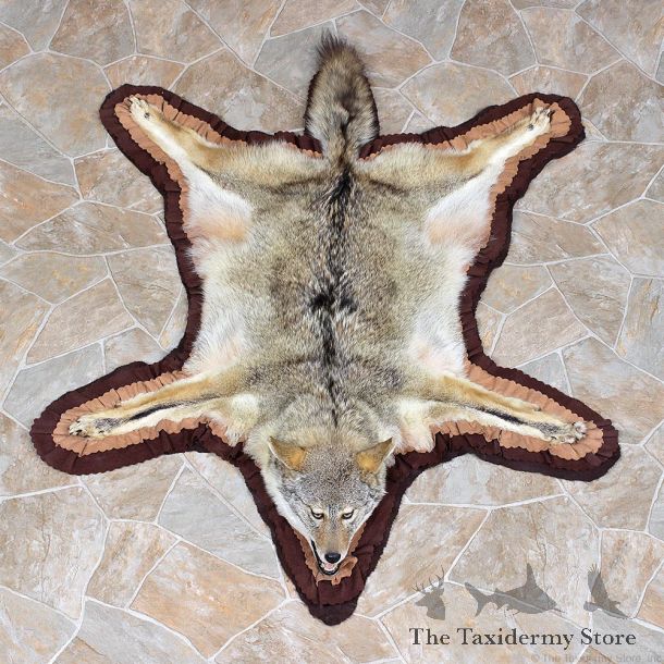 Coyote Taxidermy Rug For Sale #12329 For Sale @ The Taxidermy Store