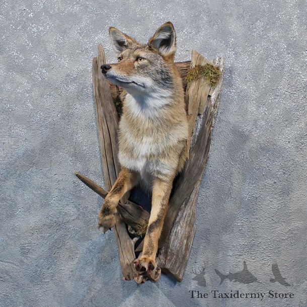 Coyote Half Life Size Taxidermy Shoulder Mount #10881 For Sale @ The Taxidermy Store