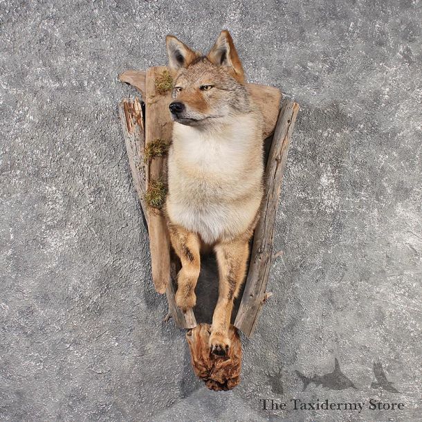 Coyote Mount #11501 For Sale - The Taxidermy Store