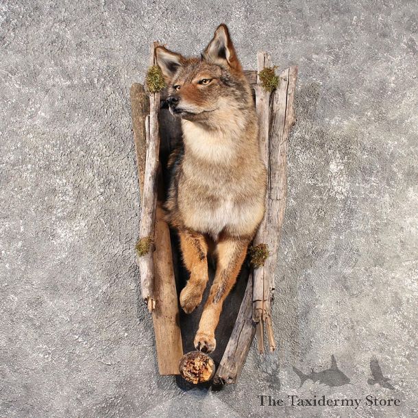 Coyote Mount #11517 For Sale - The Taxidermy Store
