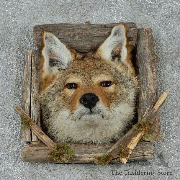 Coyote Head & Wood Taxidermy Mount #12927 For Sale @ The Taxidermy Store