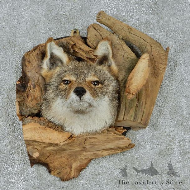 Coyote Head & Wood Taxidermy Mount #12928 For Sale @ The Taxidermy Store
