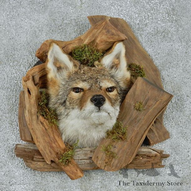 Coyote Head & Wood Taxidermy Mount #12929 For Sale @ The Taxidermy Store