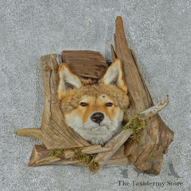 Coyote Head & Wood Taxidermy Mount #12931 For Sale @ The Taxidermy Store
