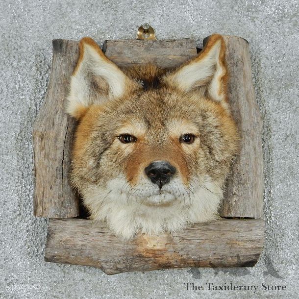 Coyote Head & Wood Taxidermy Mount #12932 For Sale @ The Taxidermy Store