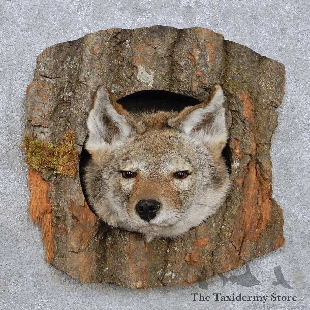 Coyote Head Mount For Sale #14229 @ The Taxidermy Store