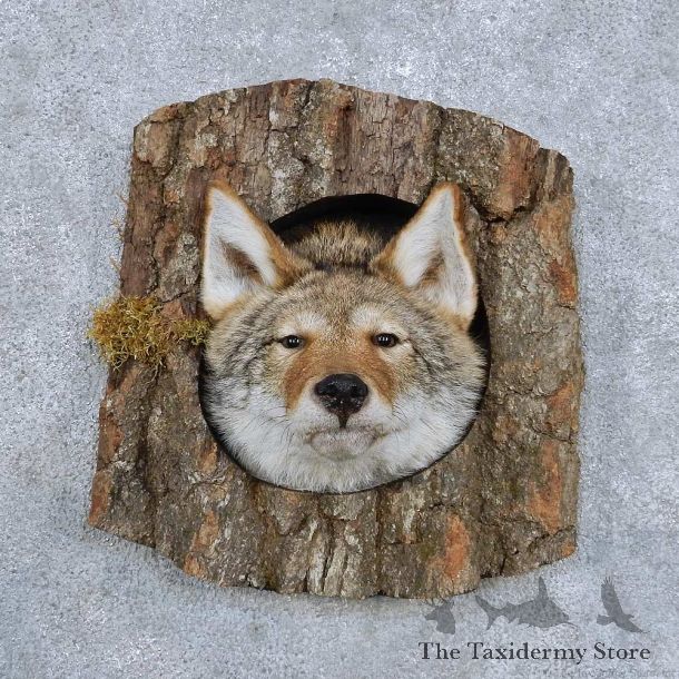 Coyote Head In Log Mount For Sale #14349 @ The Taxidermy Store