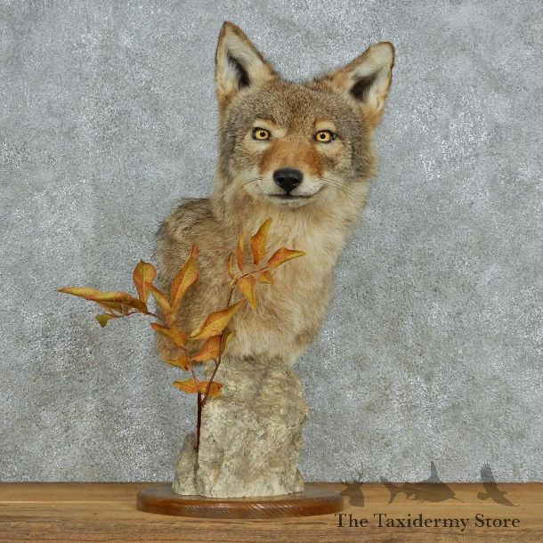 Coyote Head Pedestal Taxidermy Mount #13075 For Sale @ The Taxidermy Store