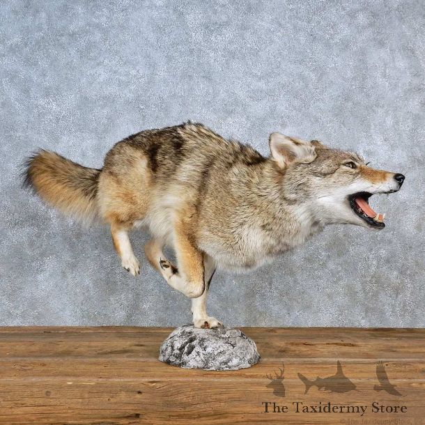 Coyote Life-Size Mount For Sale #15596 @ The Taxidermy Store