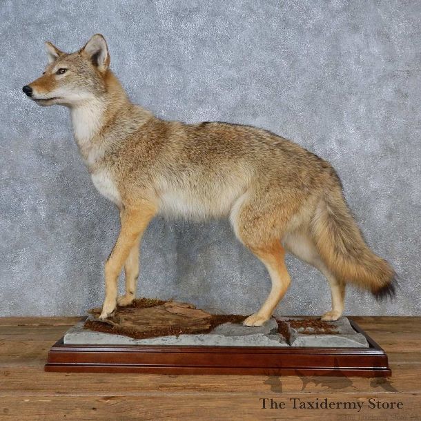 Coyote Life-Size Mount For Sale #15597 @ The Taxidermy Store