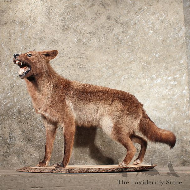 Coyote Life Size Mount #11423 - For Sale - The Taxidermy Store