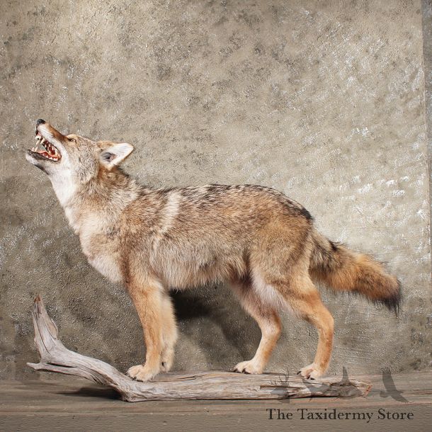 Coyote Life Size Mount #11424 - For Sale - The Taxidermy Store