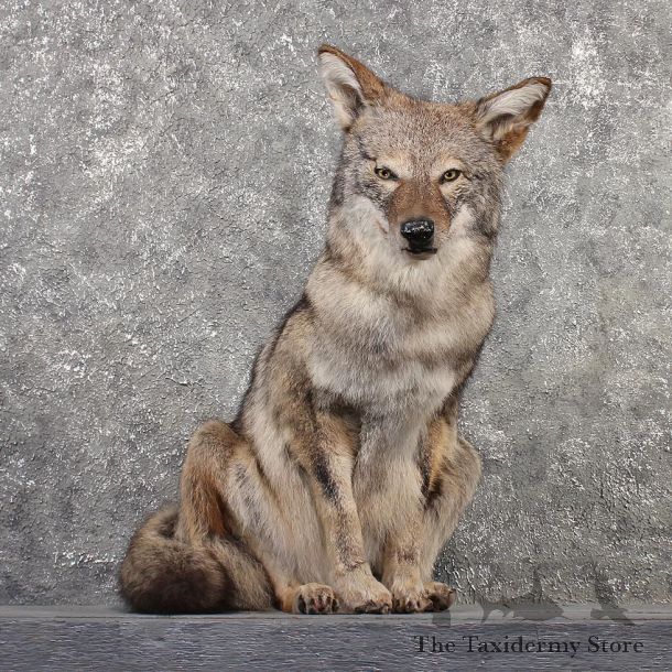 Sitting Coyote Mount #11500 For Sale - The Taxidermy Store