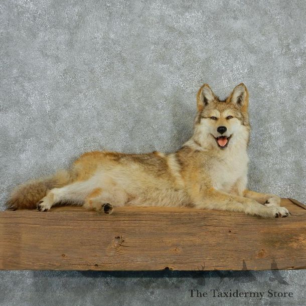 Coyote Life Size Laying Taxidermy Mount #12993 For Sale @ The Taxidermy Store