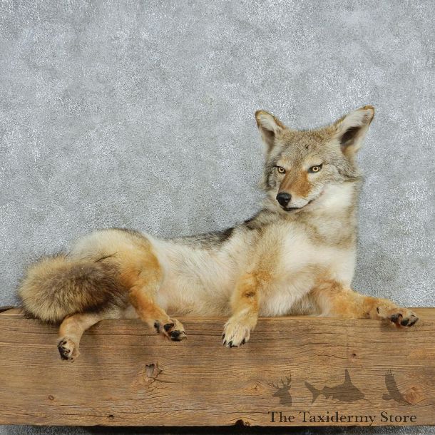 Laying Coyote Full-Size Taxidermy Mount #13053 For Sale @ The Taxidermy Store