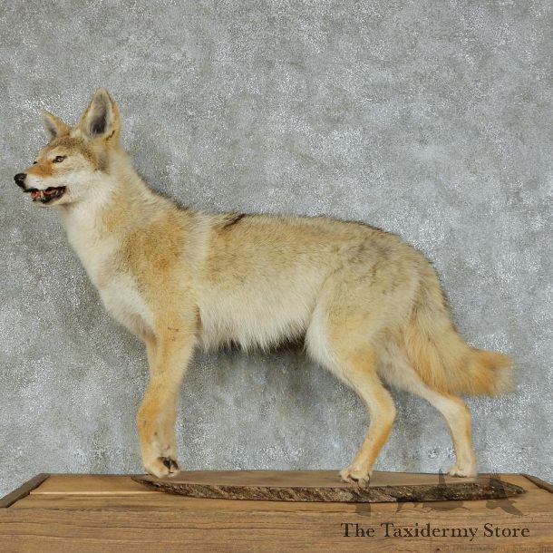 Coyote Life Size Standing Taxidermy Mount #13125 For Sale @ The Taxidermy Store