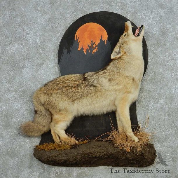 Coyote Howling Life Size Mount #13538 For Sale @ The Taxidermy Store
