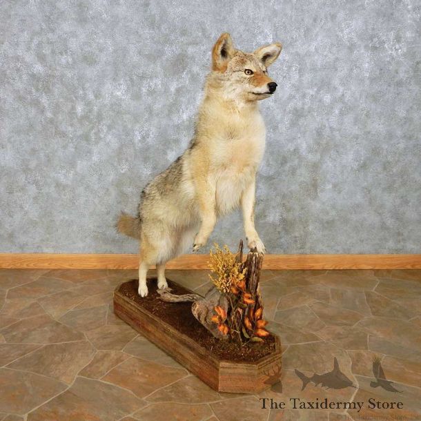 Standing Coyote Life-Size Mount For Sale #14711 @ The Taxidermy Store