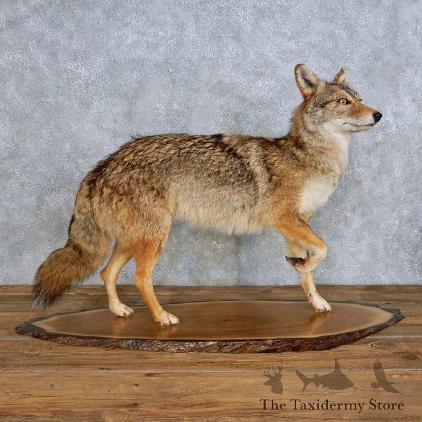 Standing Life-Size Coyote Taxidermy Mount For Sale #14433 @ The Taxidermy Store
