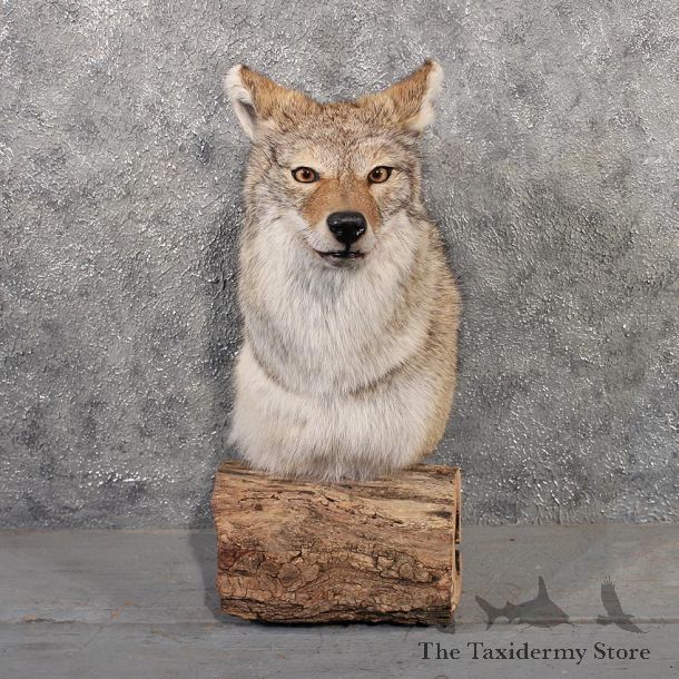 Coyote Pedestal Mount #11514 - For Sale - The Taxidermy Store