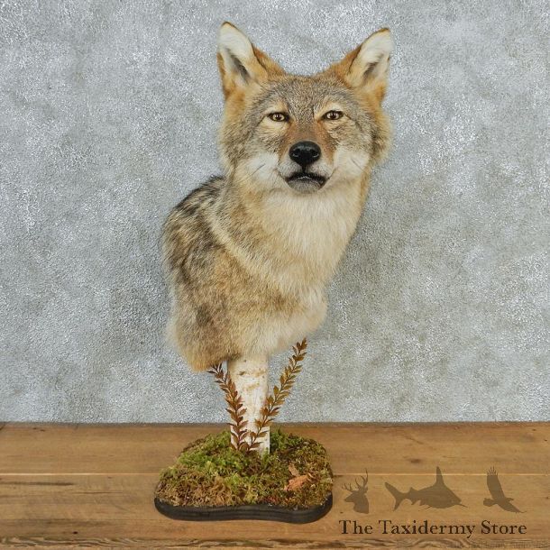 Coyote Pedestal Taxidermy Head Mount #12679 For Sale @ The Taxidermy Store