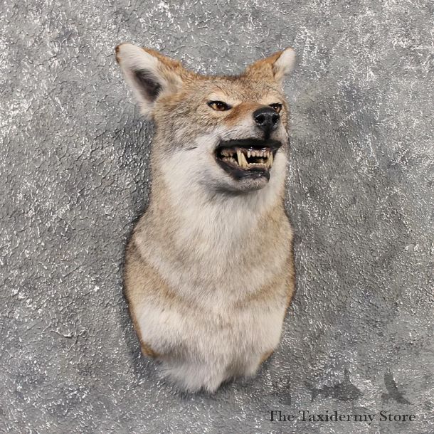 Coyote Shoulder Mount #11498 - For Sale - The Taxidermy Store