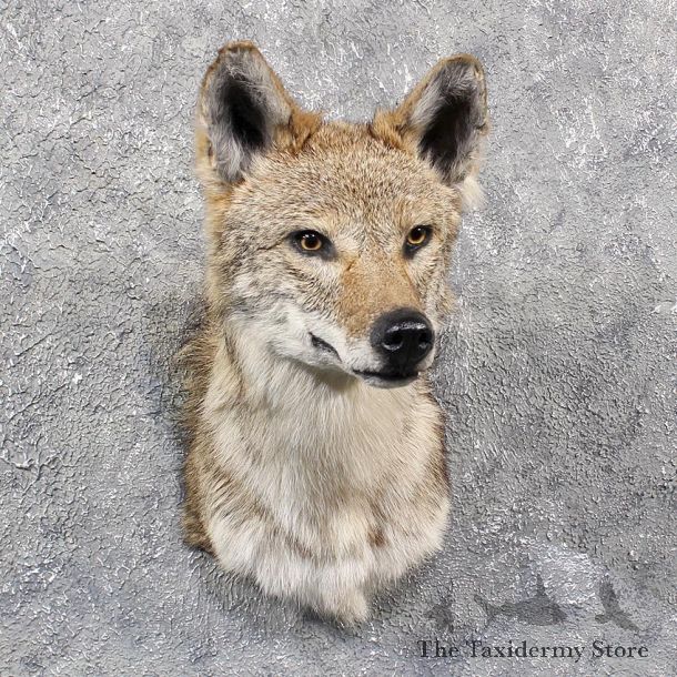 Coyote Shoulder Mount #11638 For Sale @ The Taxidermy Store