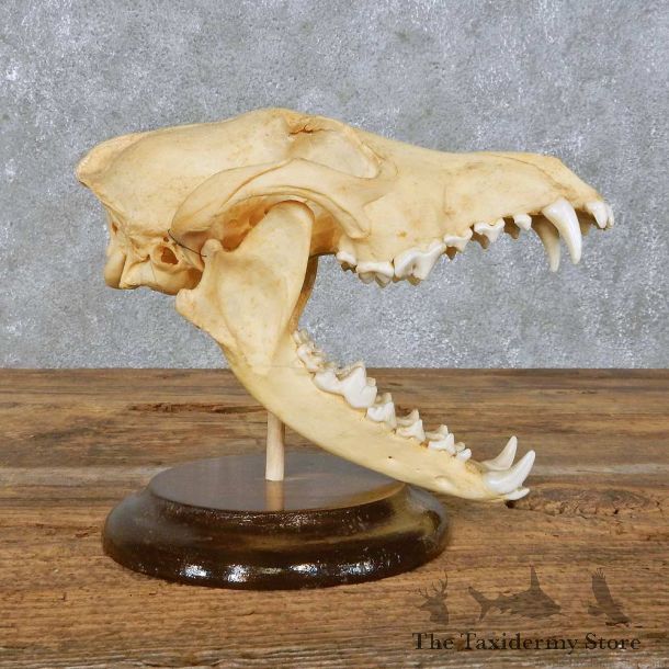 Coyote Skull Mount For Sale #14947 @ The Taxidermy Store