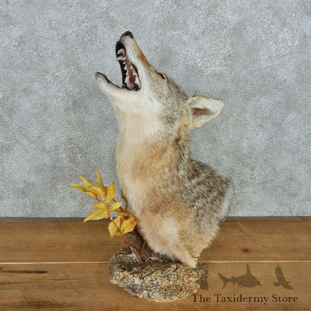 Howling Coyote Head Taxidermy Mount #12696 For Sale @ The Taxidermy Store