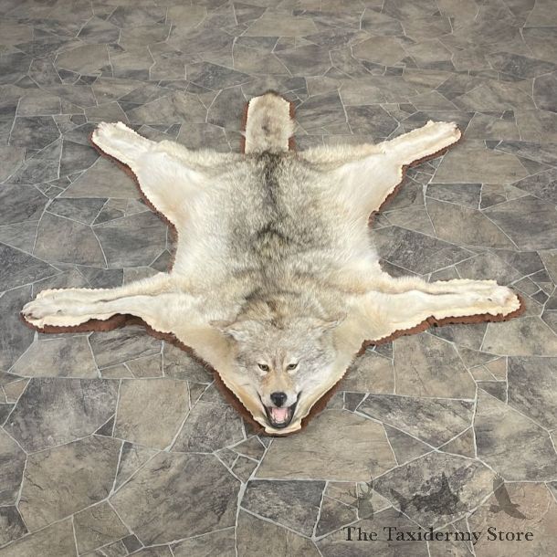 Coyote Full Rug Mount For Sale #27862 @ The Taxidermy Store