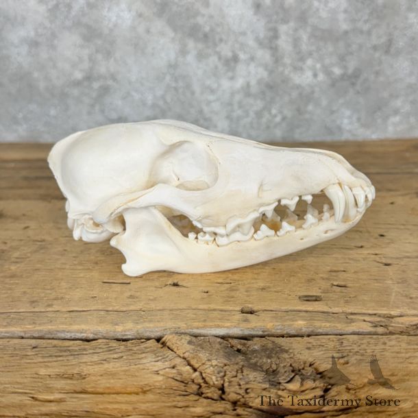 Coyote Full Skull Taxidermy Mount For Sale #26561 @ The Taxidermy Store