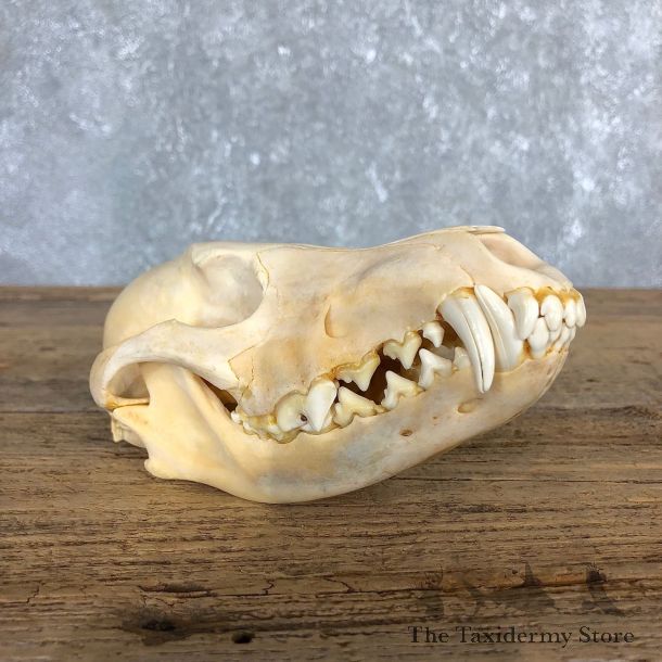 Coyote Full Skull Taxidermy Mount #19837 For Sale @ The Taxidermy Store