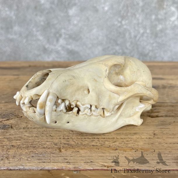 Coyote Full Skull Taxidermy Mount #26028 For Sale @ The Taxidermy Store