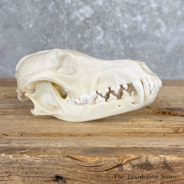 Coyote Full Skull Taxidermy Mount For Sale #26561 @ The Taxidermy Store