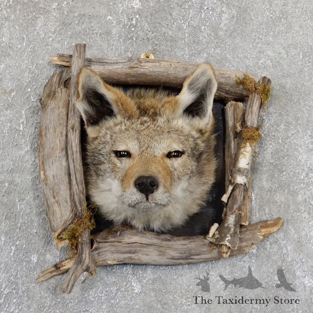 Coyote Head & Wood Taxidermy Mount #19407 For Sale @ The Taxidermy Store