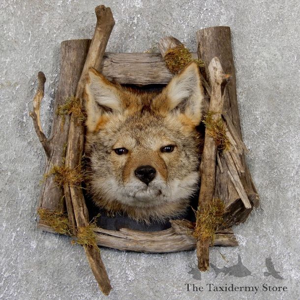 Coyote Head & Wood Taxidermy Mount #19408 For Sale @ The Taxidermy Store