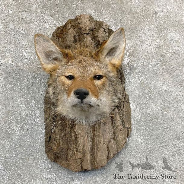 Coyote Head & Wood Taxidermy Mount #24363 For Sale @ The Taxidermy Store