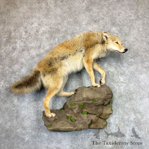 Coyote Life-Size Mount #22971 For Sale @ The Taxidermy Store
