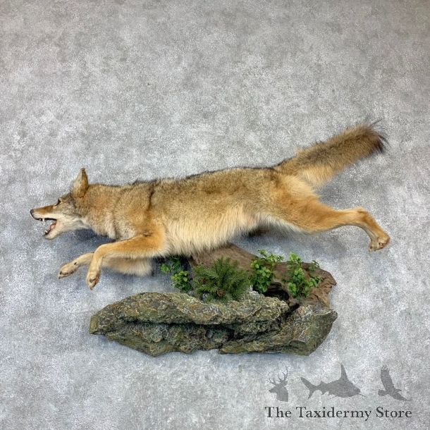 Coyote Life-Size Mount #23134 For Sale @ The Taxidermy Store