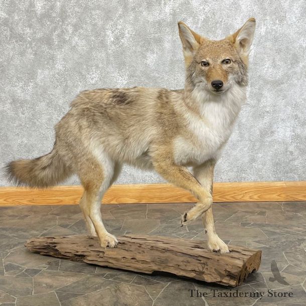 Coyote Life-Size Mount #24627 For Sale @ The Taxidermy Store