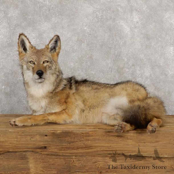 Coyote Life-Size Mount For Sale #18800 @ The Taxidermy Store