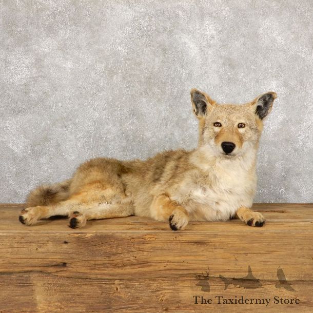 Coyote Life-Size Mount For Sale #18885 @ The Taxidermy Store