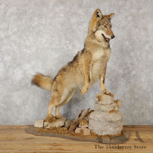 Coyote Life-Size Mount For Sale #19236 @ The Taxidermy Store