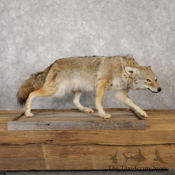 Coyote Life-Size Mount For Sale #19237 @ The Taxidermy Store