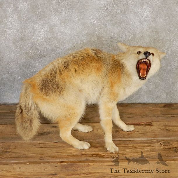 Coyote Life-Size Mount For Sale #20121 @ The Taxidermy Store