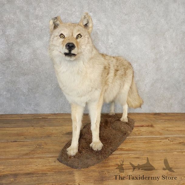 Coyote Life-Size Mount For Sale #21114 @ The Taxidermy Store