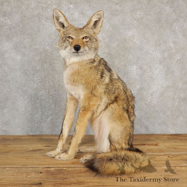 Coyote Life-Size Mount For Sale #21191 @ The Taxidermy Store