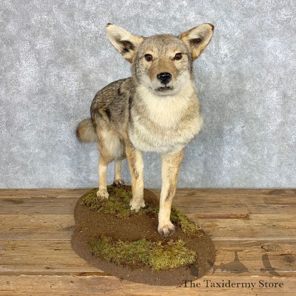 Coyote Life-Size Mount For Sale #21685 @ The Taxidermy Store