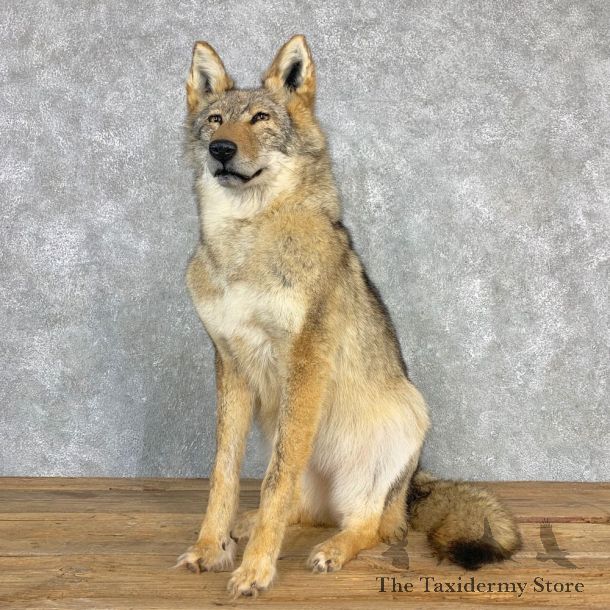 Coyote Life-Size Mount For Sale #22003 @ The Taxidermy Store