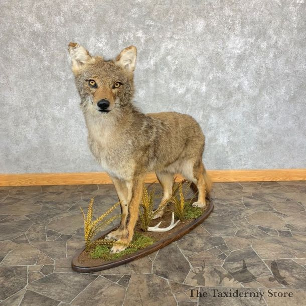 Coyote Life-Size Mount For Sale #22005 @ The Taxidermy Store